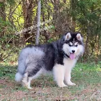 MADINA ( BLACK/WHITE GIRL ) , a female Siberian Husky for sale in Greensboro, NC – Photo 5 of 10