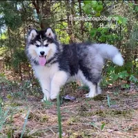 MADINA ( BLACK/WHITE GIRL ) , a female Siberian Husky for sale in Greensboro, NC – Photo 10 of 10