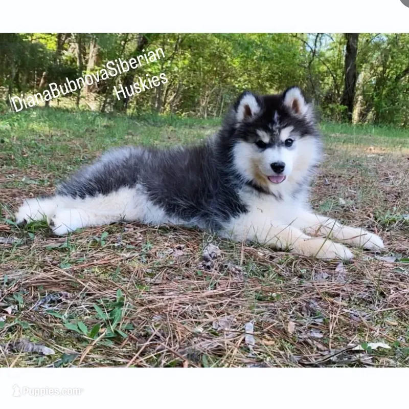 MADINA ( BLACK/WHITE GIRL )  – Siberian Husky puppy for sale in Greensboro, NC