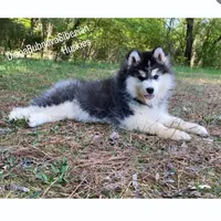 MADINA ( BLACK/WHITE GIRL ) , a female Siberian Husky for sale in Greensboro, NC – Photo 8 of 10