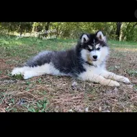 MADINA ( BLACK/WHITE GIRL ) , a female Siberian Husky for sale in Greensboro, NC – Photo 7 of 10