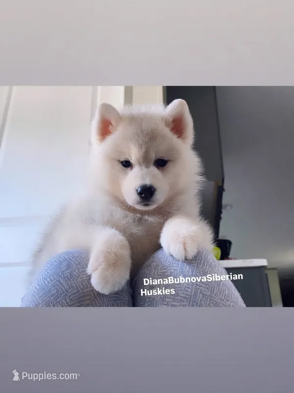 SILVER BEAR BOY  – Siberian Husky puppy for sale in Greensboro, NC