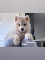 SILVER BEAR BOY , a male Siberian Husky for sale in Greensboro, NC – 1 of 4