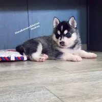 MINIATURE SIZE BLACK/WHITE BOY ( BROWN EYES )  , a male Siberian Husky and Alaskan Klee Kai for sale in Greensboro, NC – 6 of 10
