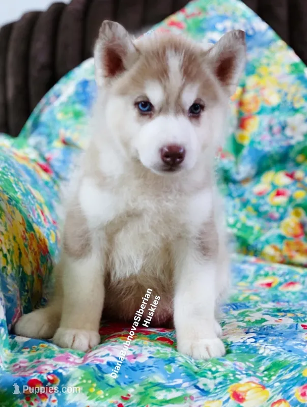RED GIRL ( One Blue/One Green Eye )  – Siberian Husky puppy for sale in Greensboro, NC