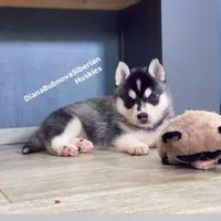 MINIATURE SIZE BLACK/WHITE BOY ( BROWN EYES )  , a male Siberian Husky and Alaskan Klee Kai for sale in Greensboro, NC – 8 of 10