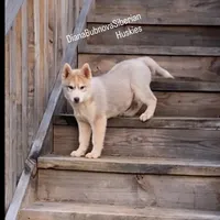 ROLEX ( RED BOY ) , a male Siberian Husky for sale in Greensboro, NC – 4 of 10
