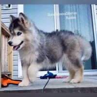BLACK/WHITE GIRL , a female Siberian Husky for sale in Greensboro, NC – 9 of 10