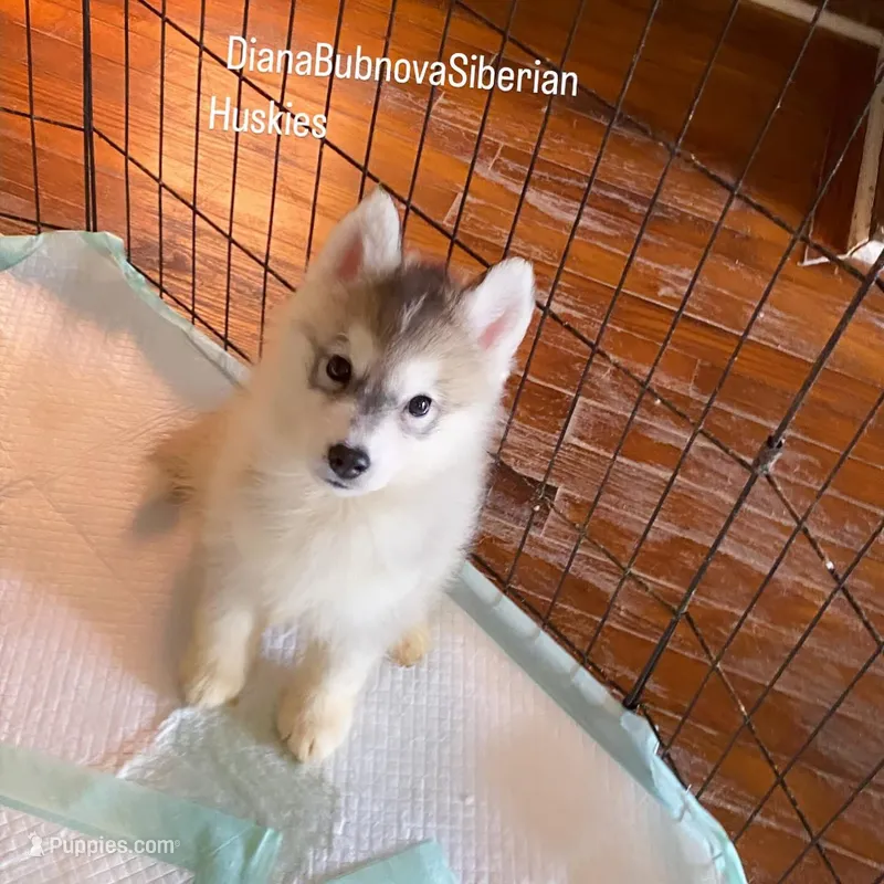 GREY BOY ( BROWN EYES )  – Siberian Husky puppy for sale in Greensboro, NC