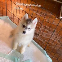 GREY BOY ( BROWN EYES ) , a male Siberian Husky for sale in Greensboro, NC – 1 of 3
