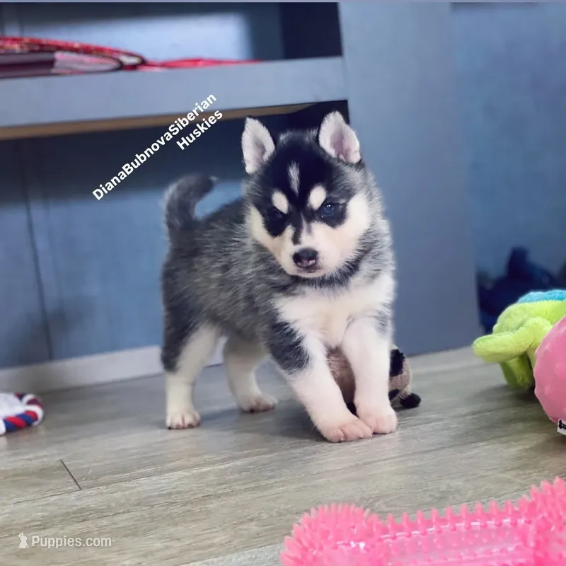 MINIATURE SIZE BLACK/WHITE BOY ( BROWN EYES )   – Siberian Husky, Alaskan Klee Kai puppy for sale in Greensboro, NC