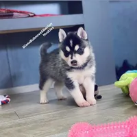 MINIATURE SIZE BLACK/WHITE BOY ( BROWN EYES )  , a male Siberian Husky and Alaskan Klee Kai for sale in Greensboro, NC – 1 of 10
