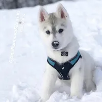 Grey Girl , a female Siberian Husky for sale in Greensboro, NC – 1 of 1