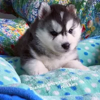 BEAR BOY , a male Siberian Husky for sale in Greensboro, NC – 4 of 10