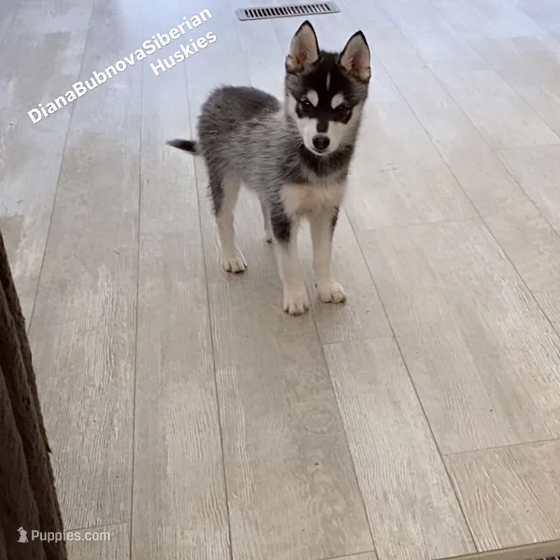 DROGON ( MINIATURE SIZE BOY ( BROWN EYES )  – Siberian Husky, Alaskan Klee Kai puppy for sale in Greensboro, NC