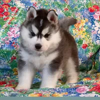 TEDDY ( BEAR BOY ) , a male Siberian Husky for sale in Greensboro, NC – 3 of 10