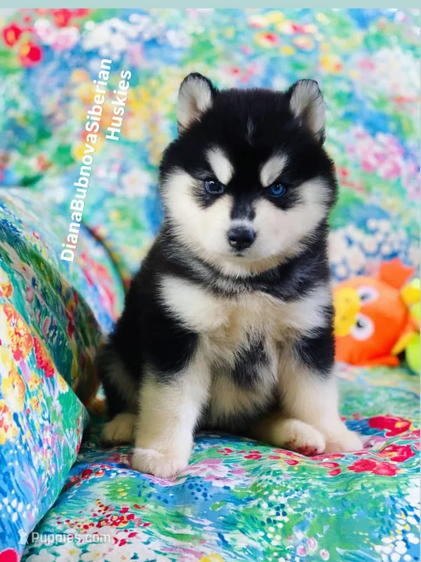 BEAR GIRL ( One Blue/One Brown eye )  – Siberian Husky puppy for sale in Greensboro, NC