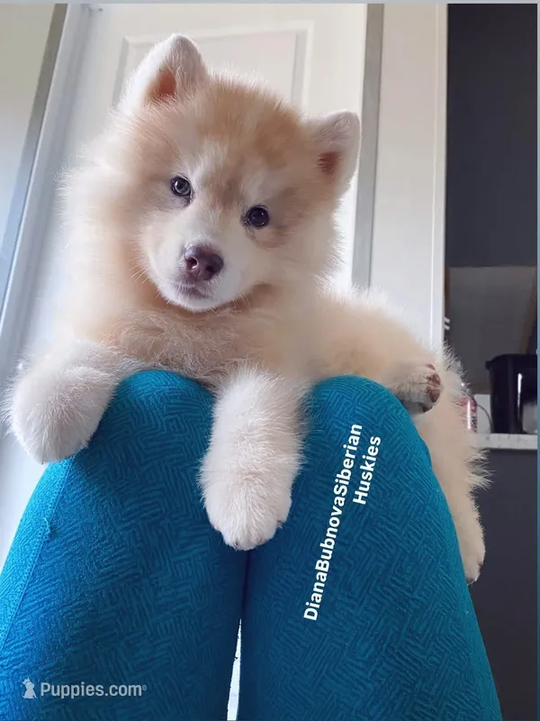 RED BEAR GIRL ( Green/Amber Eyes)  – Siberian Husky puppy for sale in Greensboro, NC