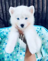 BLUE EYED PURE WHITE GIRL , a male Siberian Husky for sale in Greensboro, NC – 2 of 10