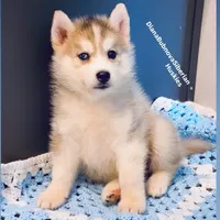 Grey Girl ( one blue/ one brown eye ) , a female Siberian Husky for sale in Greensboro, NC – 1 of 3