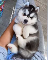 BEAR BOY ( One Blue /One Brown Eye ) , a male Siberian Husky for sale in Greensboro, NC – 3 of 3