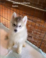GREY BOY ( BROWN EYES ) , a male Siberian Husky for sale in Greensboro, NC – 3 of 3