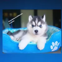 Black/white BLUE EYED BEAR BOY , a male Siberian Husky for sale in Greensboro, NC – 4 of 5