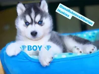 Black/white BLUE EYED BEAR BOY , a male Siberian Husky for sale in Greensboro, NC – 1 of 5
