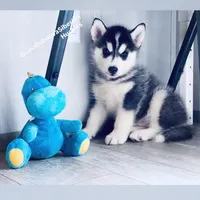BOY ( BLACK /WHITE ) , a male Siberian Husky for sale in Greensboro, NC – 6 of 6
