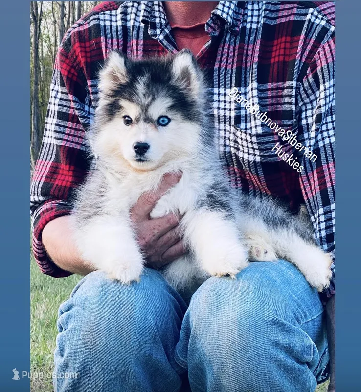 YANA  ( Black /White Girl )  – Siberian Husky puppy for sale in Greensboro, NC