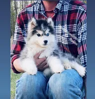 YANA  ( Black /White Girl ) , a female Siberian Husky for sale in Greensboro, NC – Photo 3 of 4