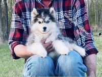 YANA  ( Black /White Girl ) , a female Siberian Husky for sale in Greensboro, NC – Photo 4 of 4