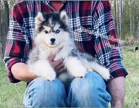 YANA  ( Black /White Girl ) , a female Siberian Husky for sale in Greensboro, NC – Photo 2 of 4