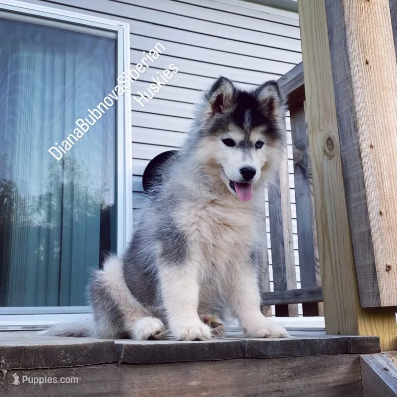 BLACK/WHITE GIRL  – Siberian Husky puppy for sale in Greensboro, NC