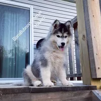 BLACK/WHITE GIRL , a female Siberian Husky for sale in Greensboro, NC – 3 of 10