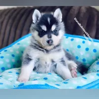 MINIATURE SIZE BOY ( BROWN EYES ) , a male Siberian Husky and Alaskan Klee Kai for sale in Greensboro, NC – 1 of 9