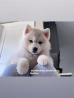 SILVER BEAR BOY , a male Siberian Husky for sale in Greensboro, NC – 3 of 4