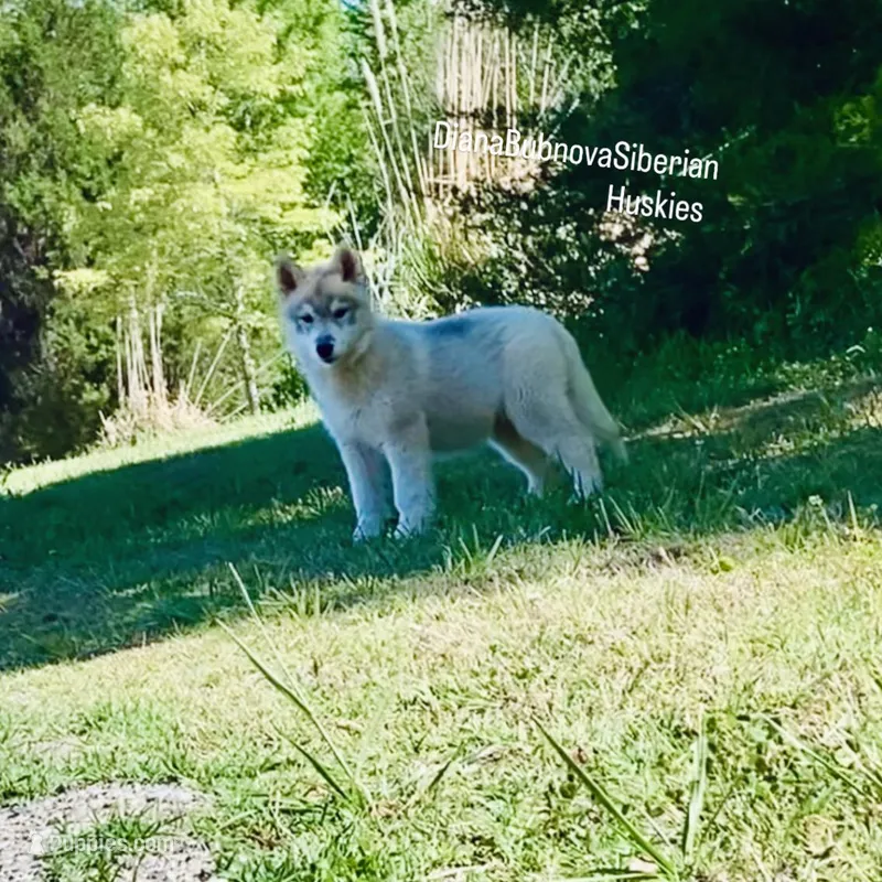 GREY BOY  – Siberian Husky puppy for sale in Greensboro, NC