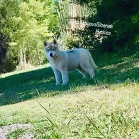 GREY BOY ( KEANU ) , a male Siberian Husky for sale in Greensboro, NC – 1 of 1