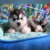 BEAR BOY , a male Siberian Husky for sale in Greensboro, NC – 3 of 10