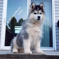 BLACK/WHITE GIRL , a female Siberian Husky for sale in Greensboro, NC – 7 of 10