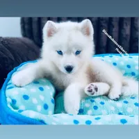 BLUE EYED PURE WHITE GIRL , a male Siberian Husky for sale in Greensboro, NC – 7 of 10