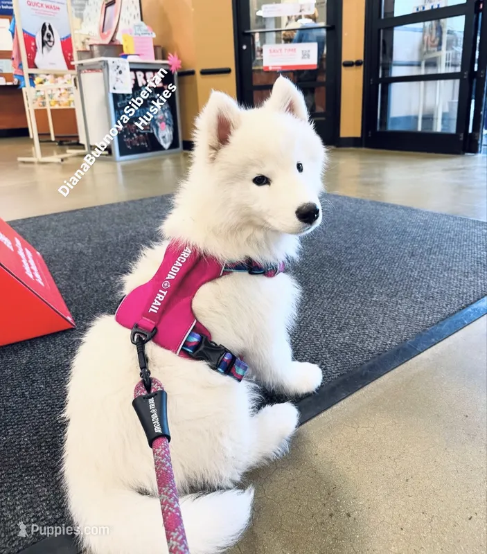 PURE WHITE BEAR GIRL ( BROWN EYES )  – Siberian Husky puppy for sale in Greensboro, NC