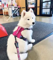 PURE WHITE BEAR GIRL ( BROWN EYES ) , a female Siberian Husky for sale in Greensboro, NC – 1 of 1