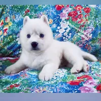 “ SIMBA “ BLUE EYED PURE WHITE BOY , a male Siberian Husky for sale in Greensboro, NC – 5 of 8