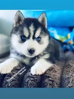 “ DIAMOND  “ BLUE EYED GIRL , a female Siberian Husky for sale in Greensboro, NC – 4 of 7