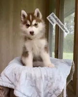 FIRE ( DARK RED BOY ) , a male Siberian Husky for sale in Greensboro, NC – 4 of 5