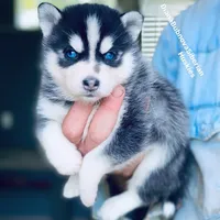MINIATURE SIZE BLUE EYED GIRL , a female Siberian Husky and Alaskan Klee Kai for sale in Greensboro, NC – 3 of 9