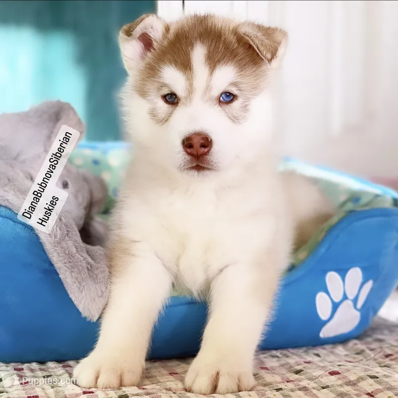 RED GIRL ( One Blue/One Green Eye )  – Siberian Husky puppy for sale in Greensboro, NC