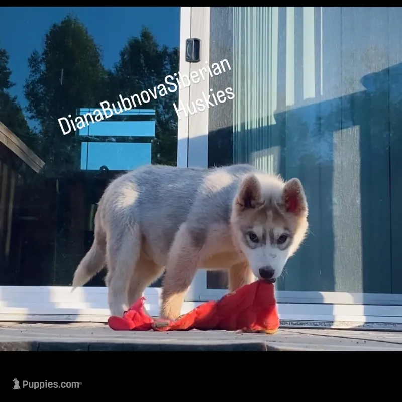 ROLEX ( RED BOY )  – Siberian Husky puppy for sale in Greensboro, NC